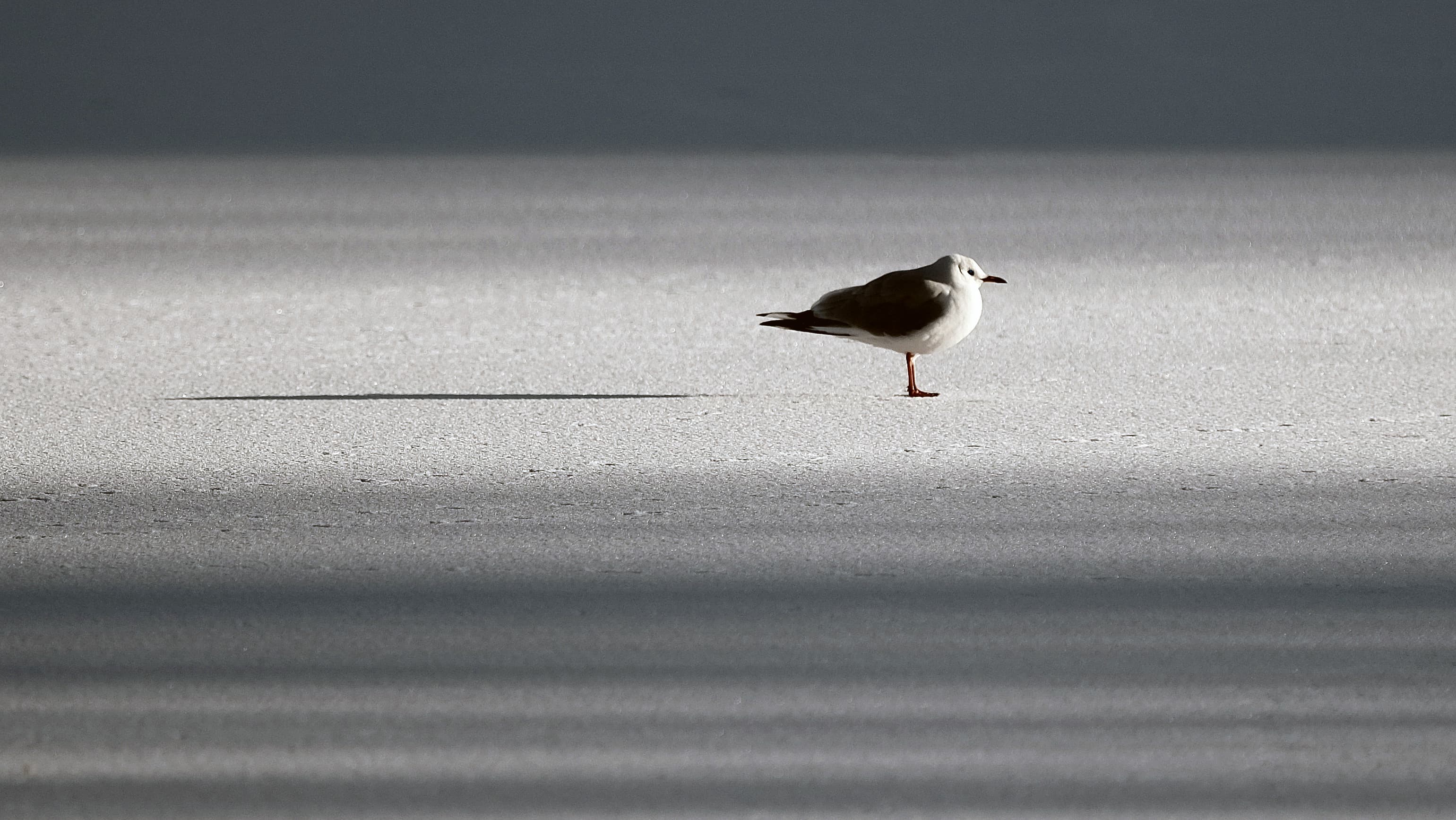 Blackhead gull on a frozen lake