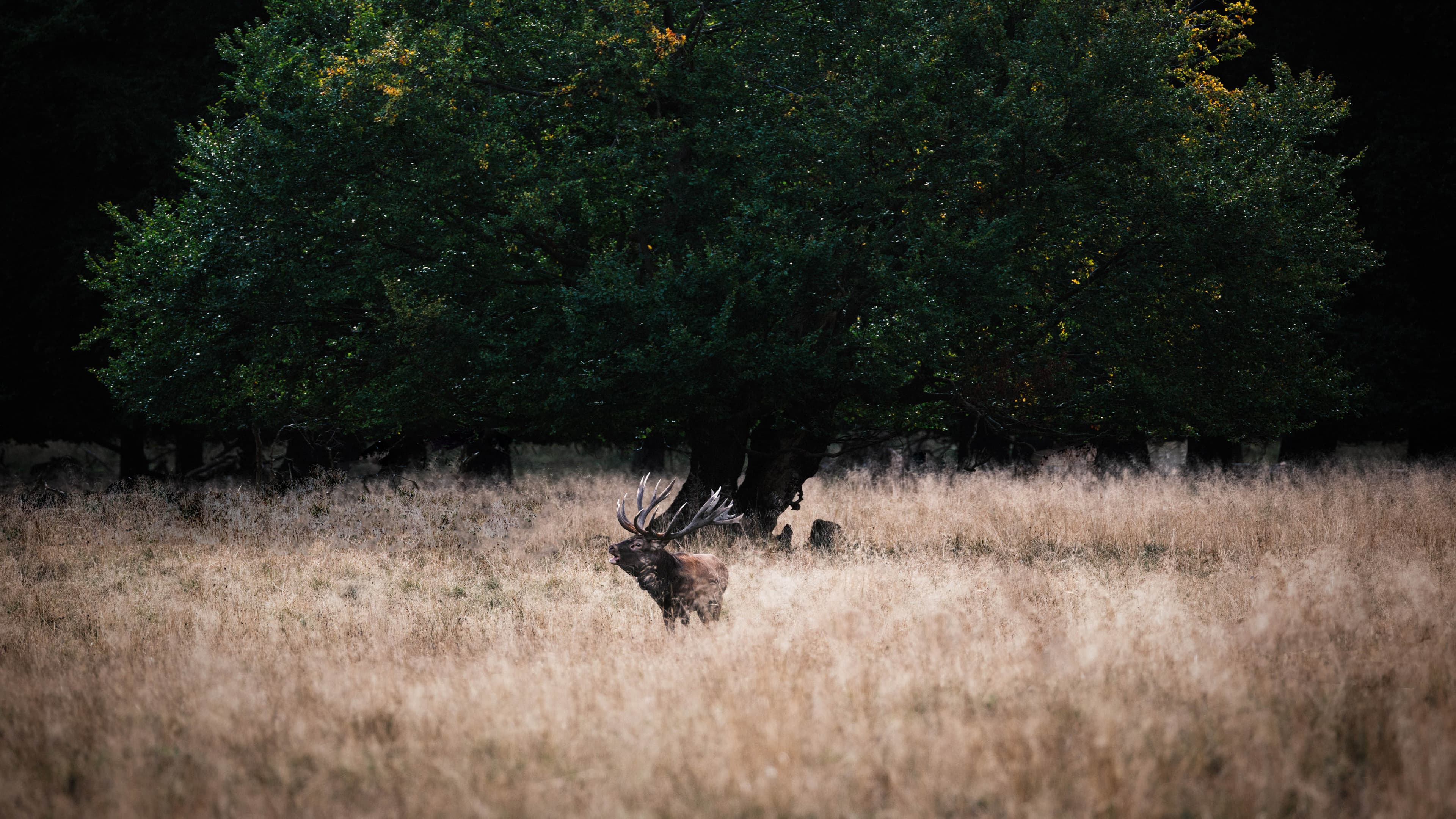 Royal stag morning mating call