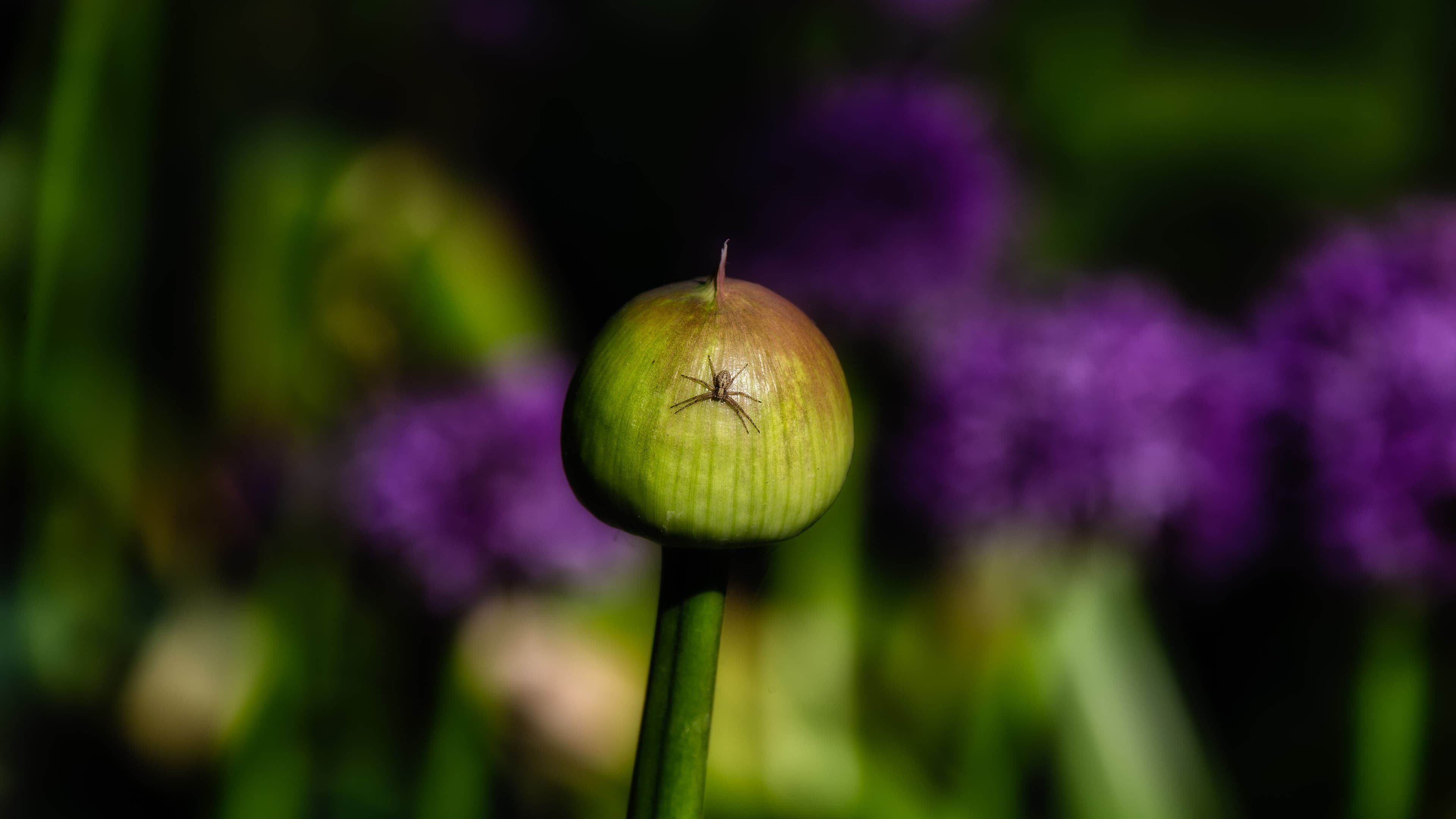 Jump spider at Tivoli gardens