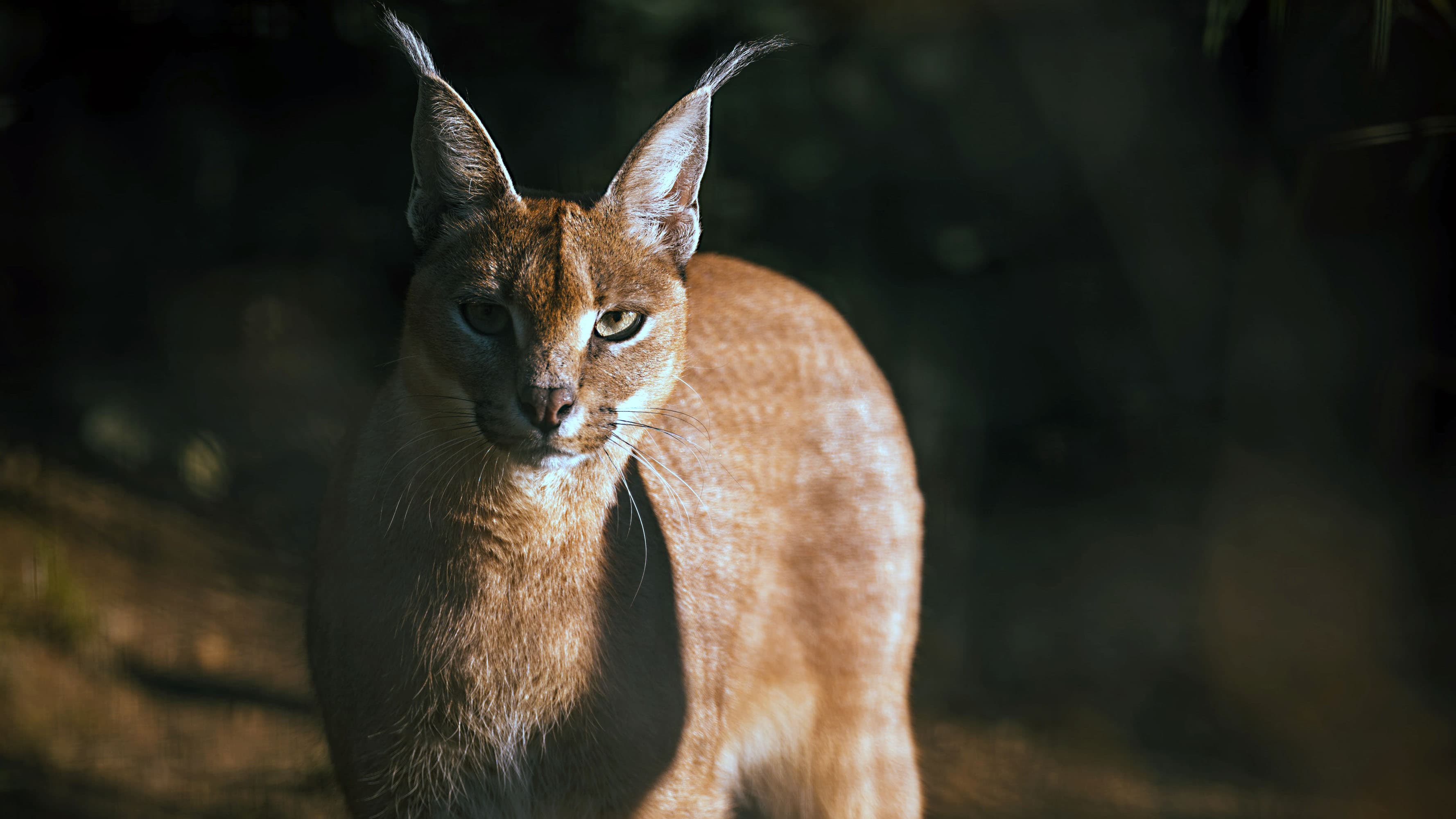 Persian Lynx