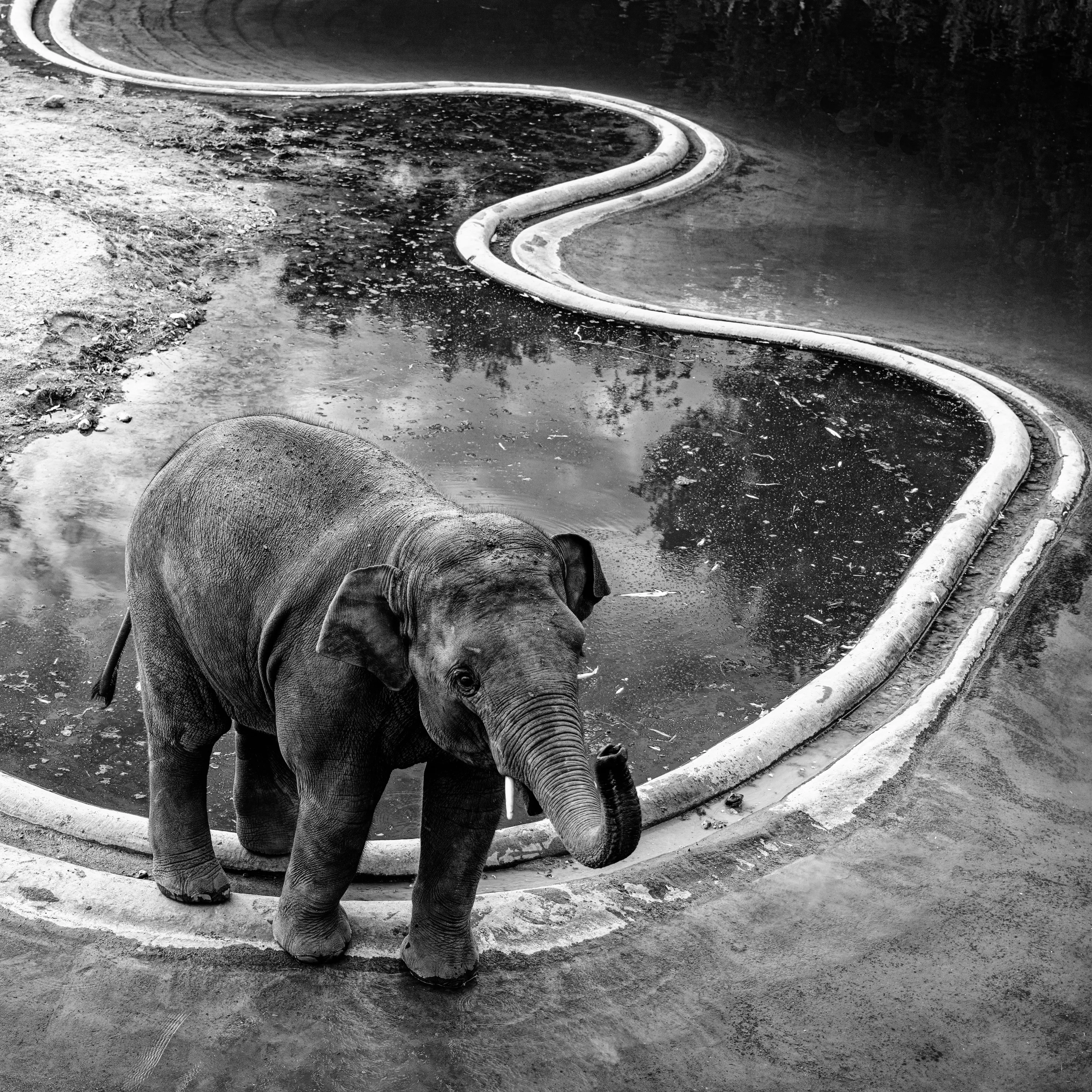 Baby African Elephant