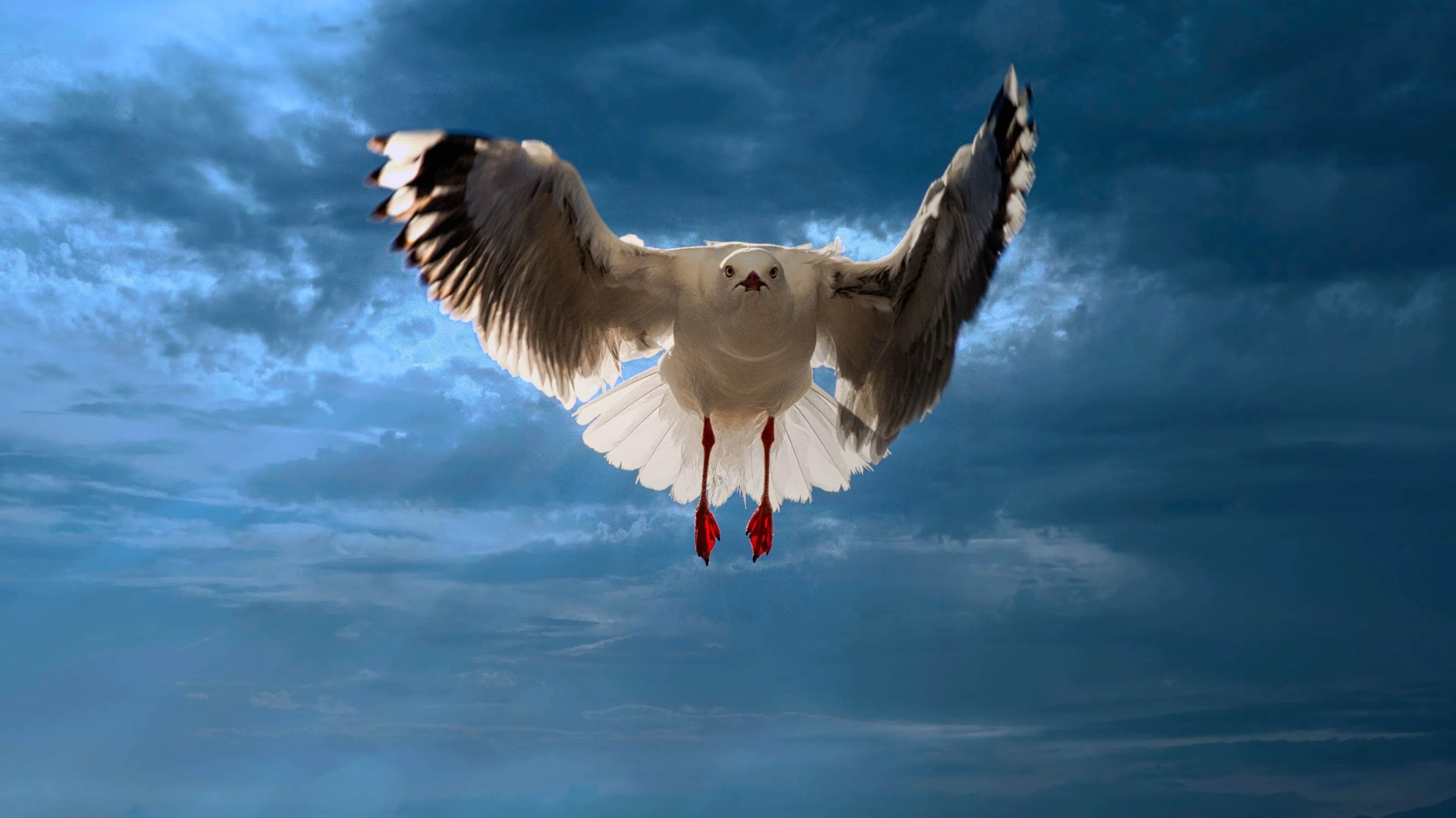 Australian Gull
