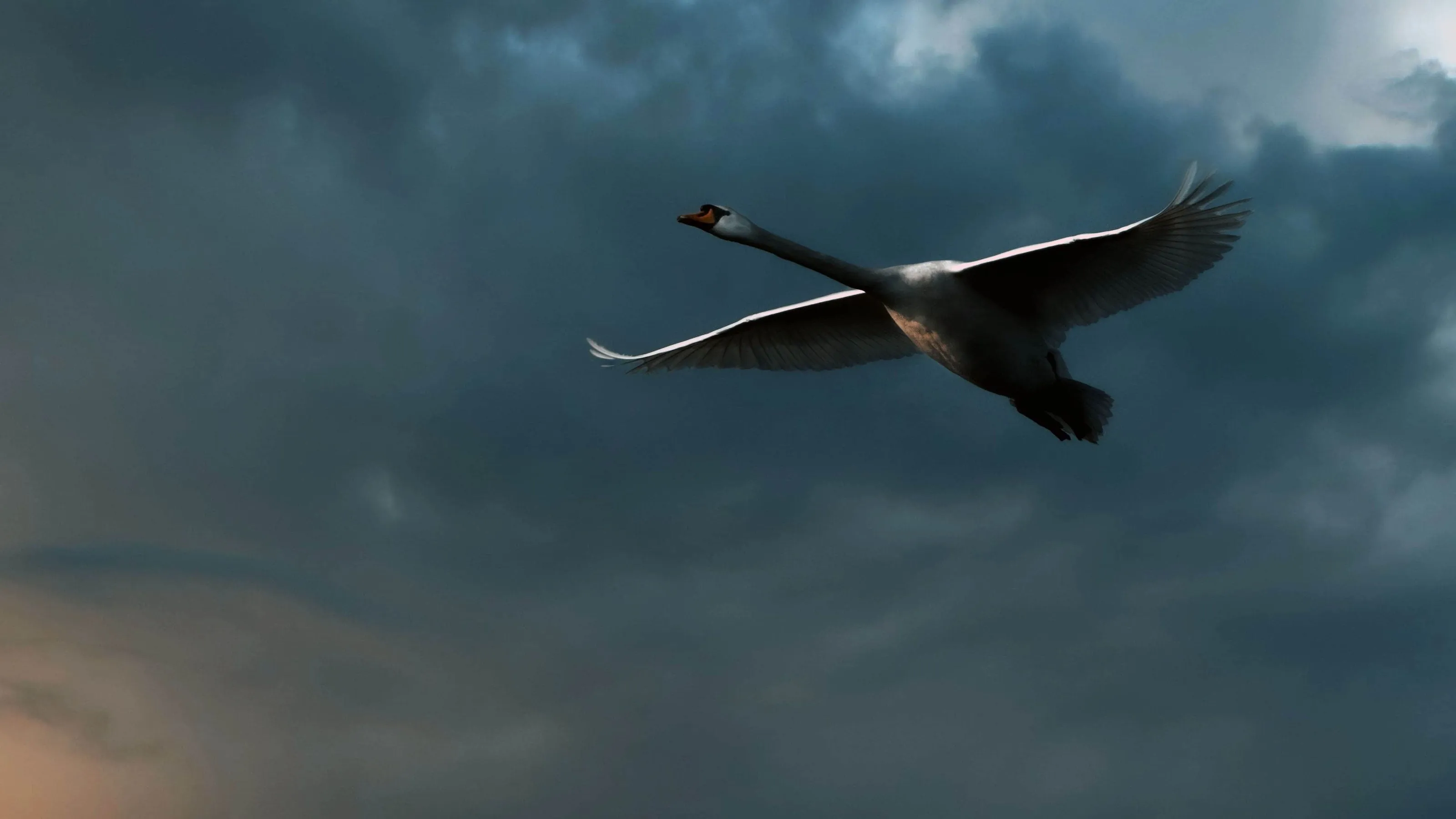 King Swan