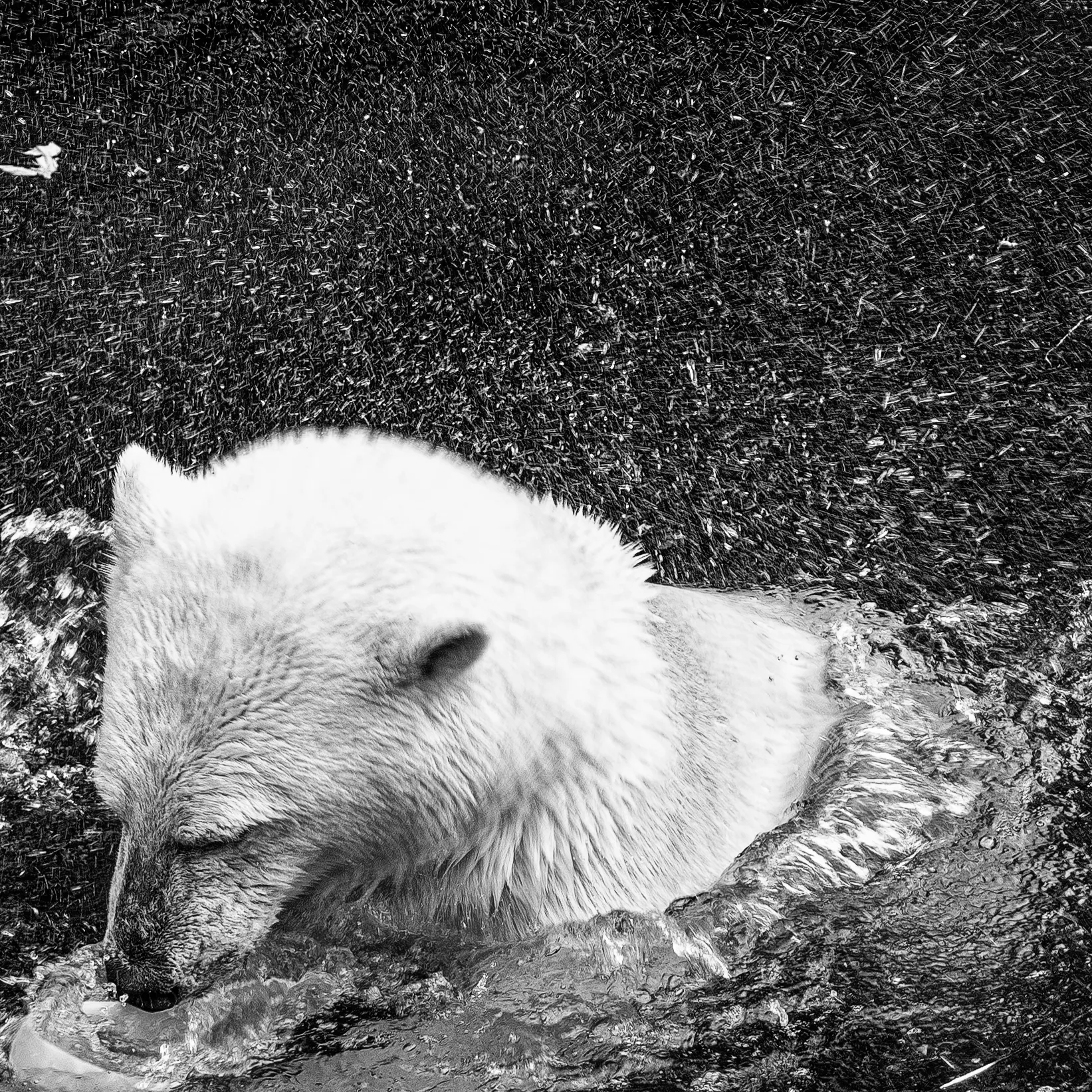 Polar Bear